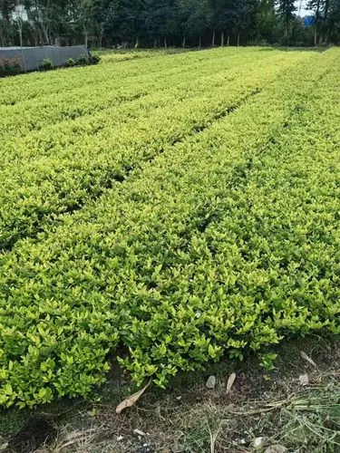 网球拍如何做记号教学后记